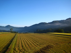 朝の田園風景