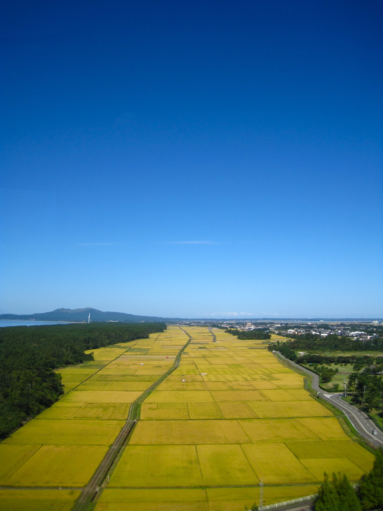 海岸線の田んぼ！！