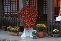 IMG_66666666666666666