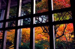紅葉2京都にて