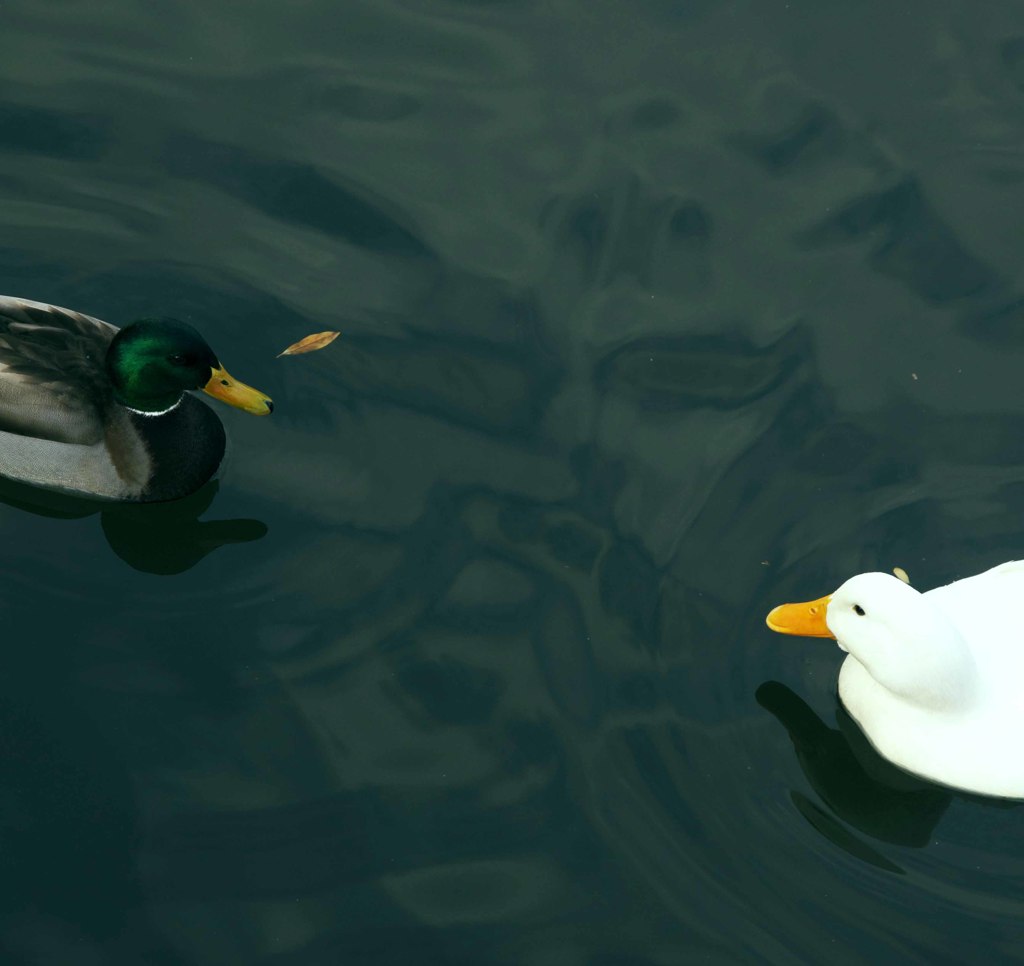 Duck Duck
