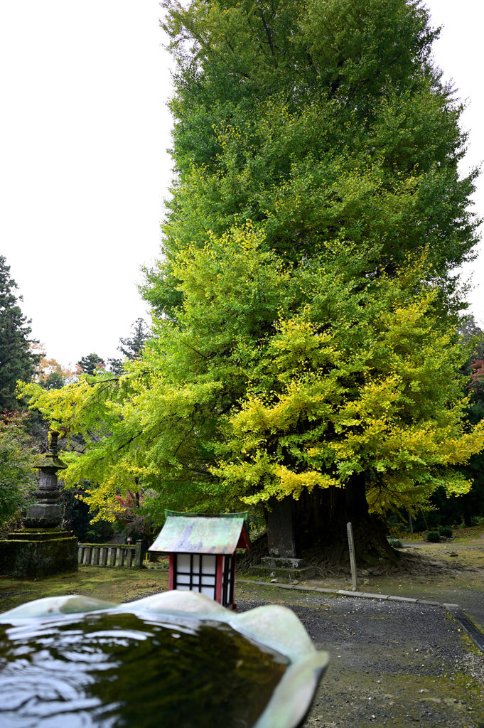 そびえ立つ大銀杏