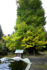 そびえ立つ大銀杏