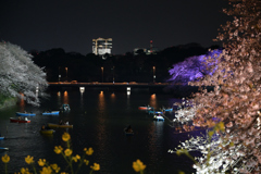 桜と菜の花