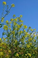 そびえ立つ菜の花