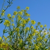 そびえ立つ菜の花