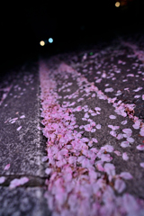 桜の向かう先