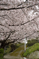 桜の空