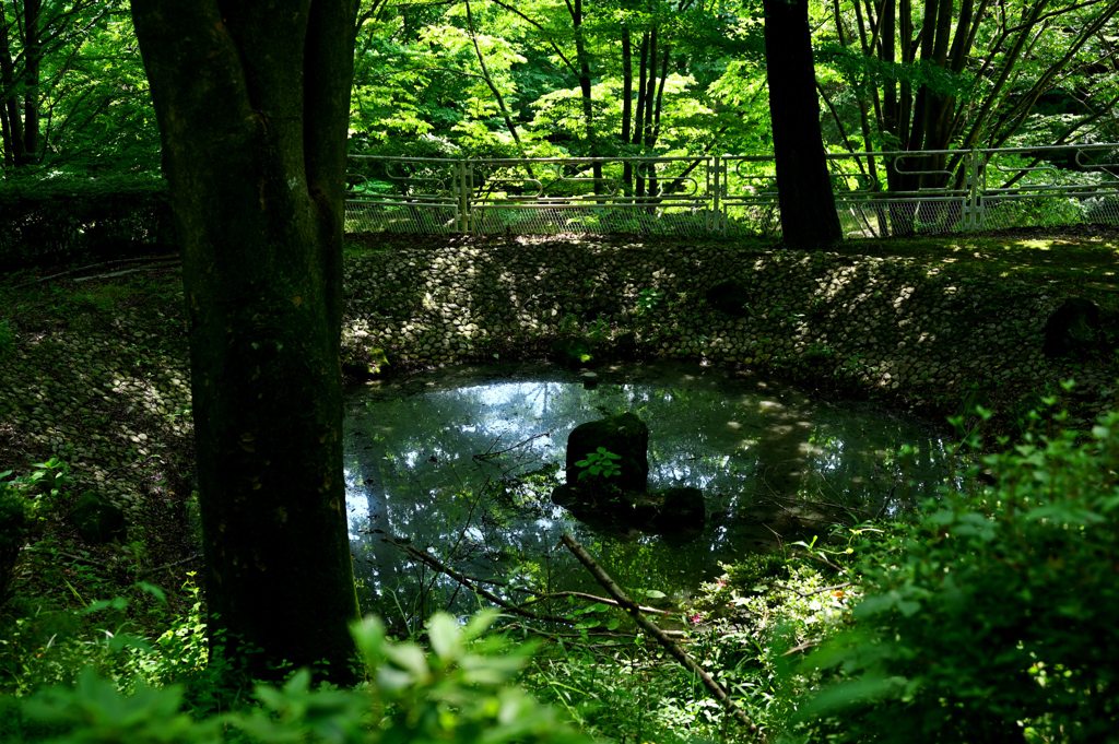 荒れ果て汚れた水鏡