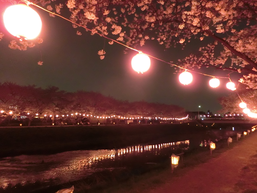桜の祭り