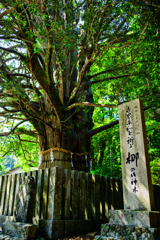 祈りの実り