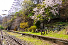 アプト散り桜