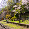 アプト散り桜