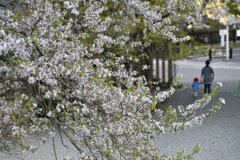 桜の季節