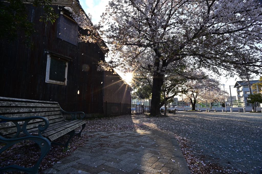 夕日にサクラ舞う風が吹く