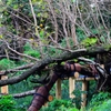静謐にして静寂なる樹齢800年の老木・桜株