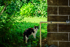 千葉のタイに住まうネコ