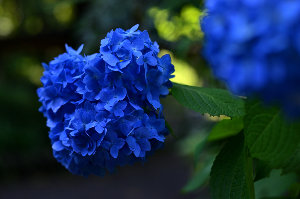 木陰の紫陽花