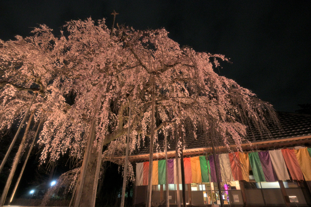 枝垂れ桜