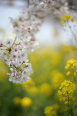 黄桜