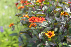 2023-07-02_155458_DSC_7638