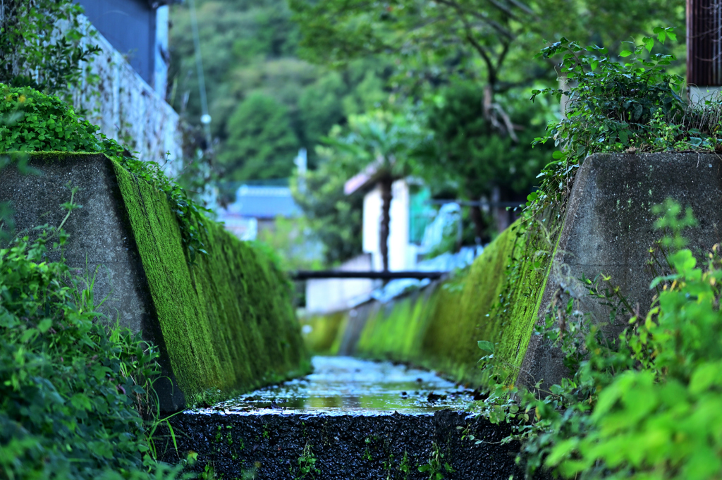 水路を覗く