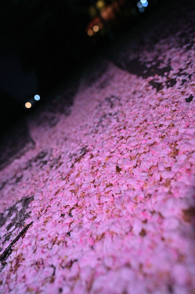 サクラじゅうたん