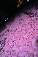 サクラじゅうたん