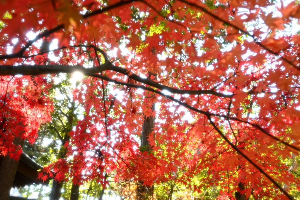 紅葉照陽
