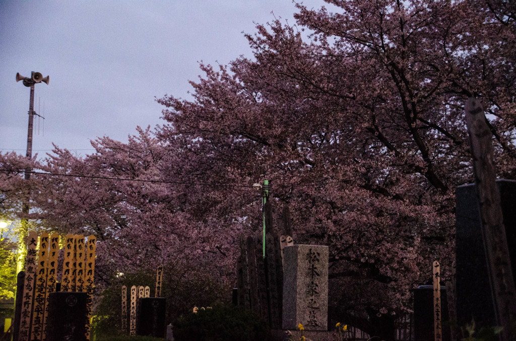 桜の下にはお墓あり