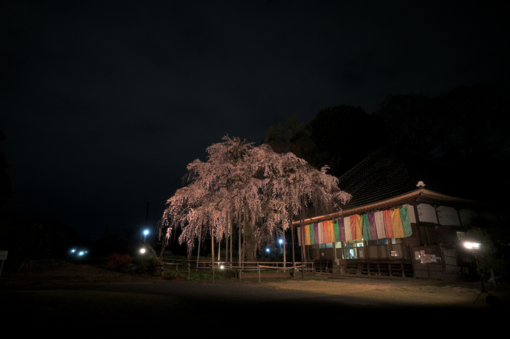 桜の舞台