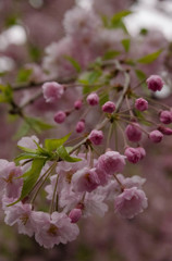 芽吹き咲く