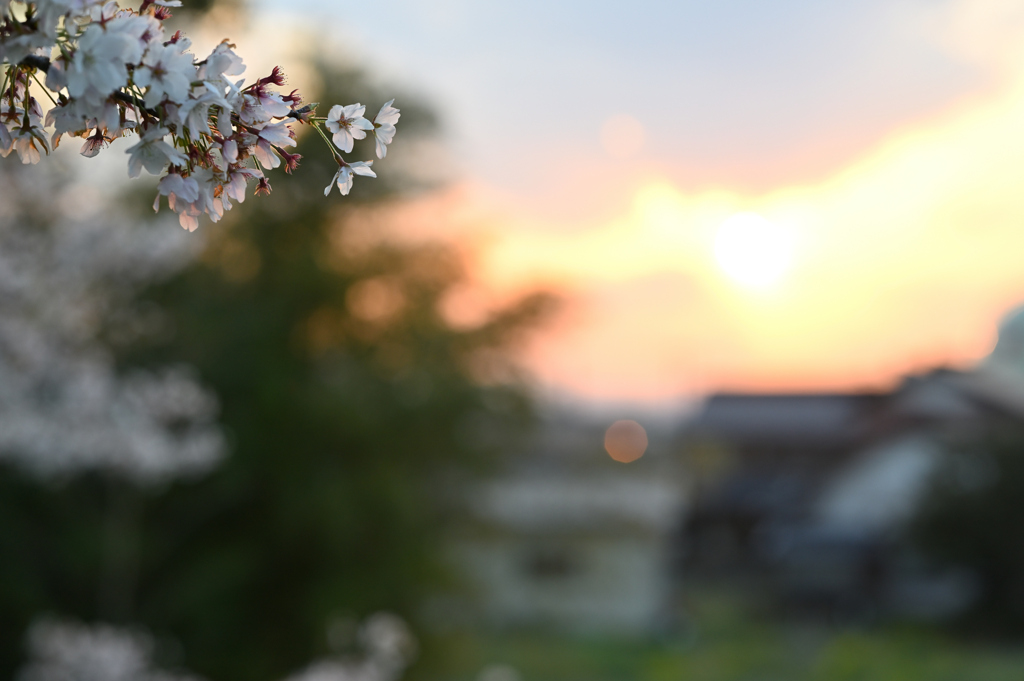 夕暮れの桜
