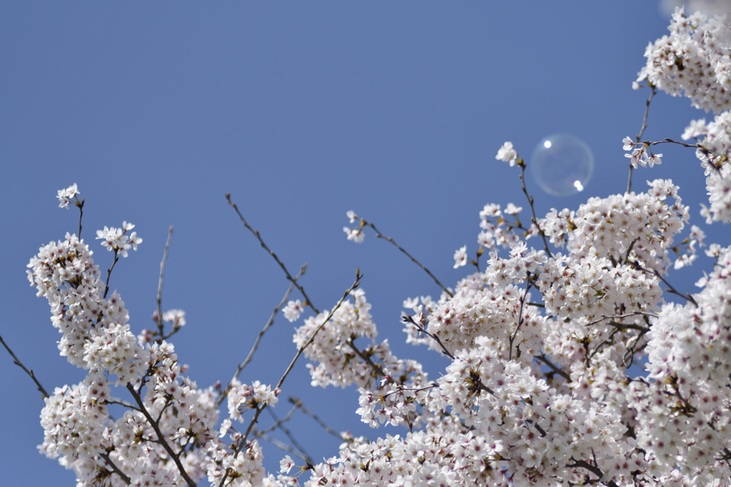 シャボン玉と桜