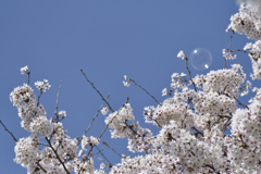 シャボン玉と桜