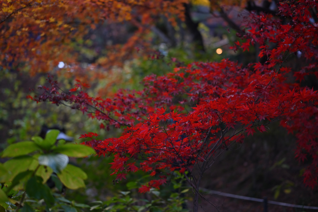 真紅