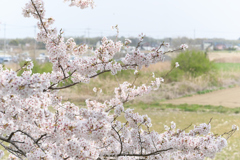 田舎の春