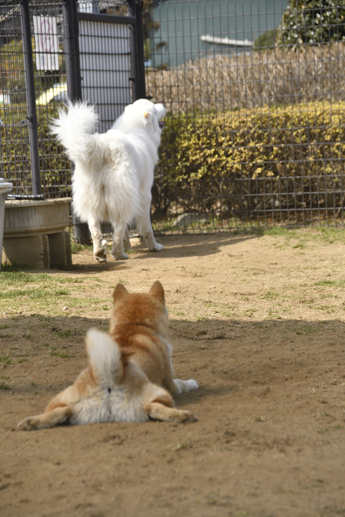 おしりとおしり