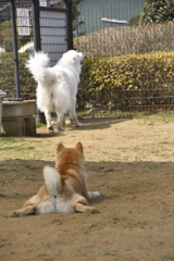 おしりとおしり