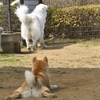 おしりとおしり
