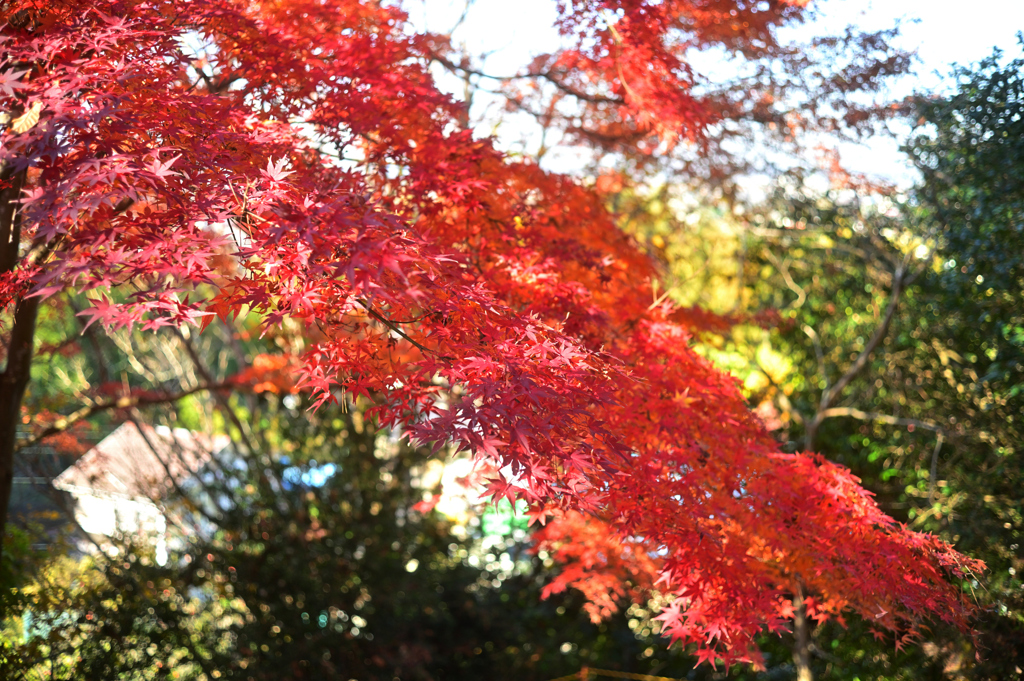 2023-12-09_103948_DSC_1345