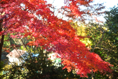 2023-12-09_103948_DSC_1345