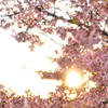 桜花黄昏