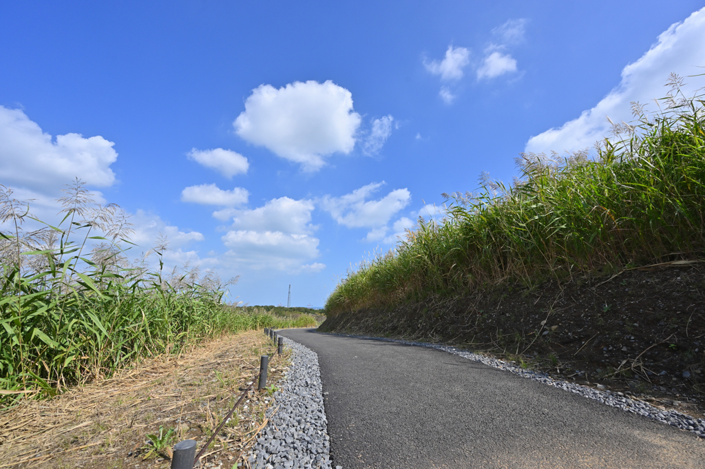 空を阻む草壁