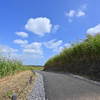 空を阻む草壁