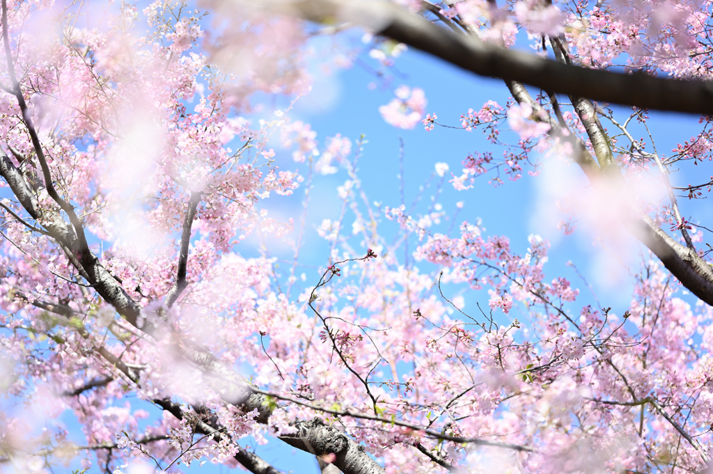 喜ぶ枝葉、舞う桜