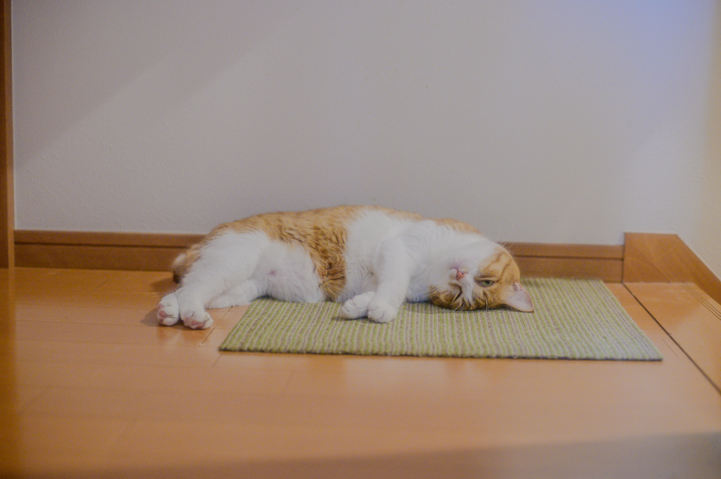 まどろむ猫７（でもカメラが気になる）