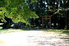 木陰