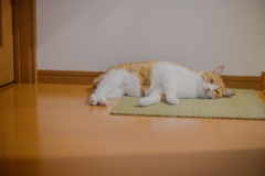まどろむ猫４（はたと気づく）