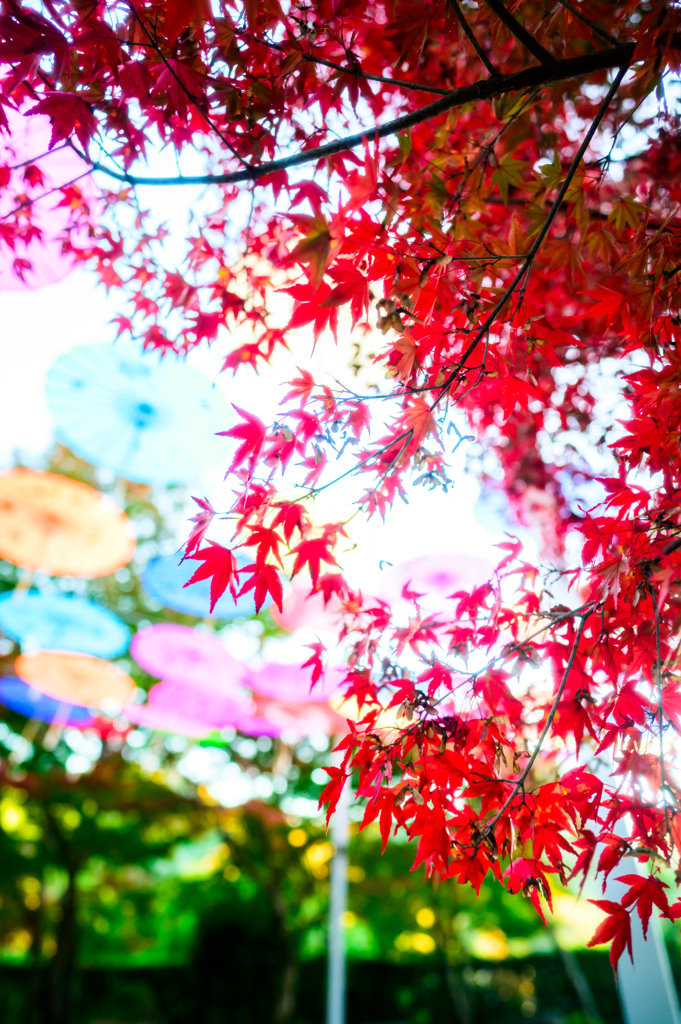 2025-11-15_153607_DSC_6368